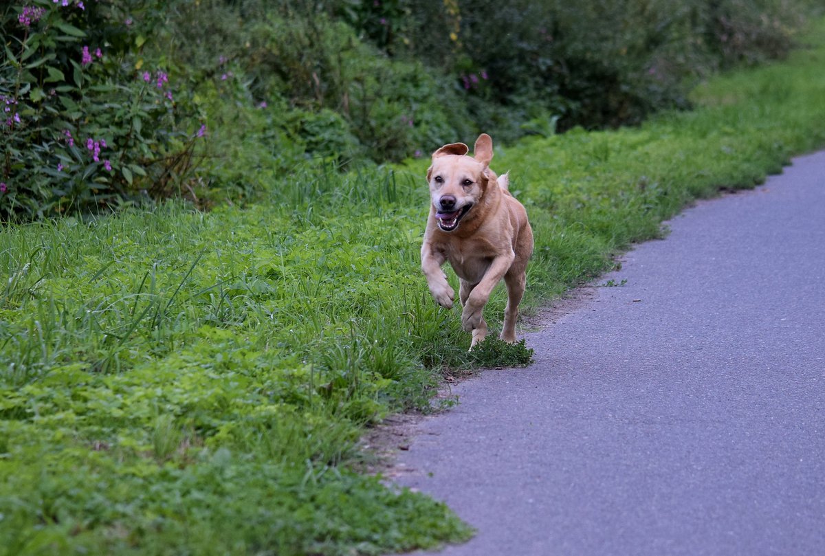 Rückruf will gelernt sein - in der Hundeschule in Hennef